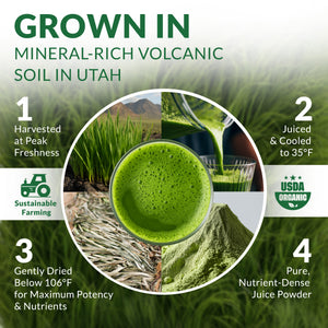 Organic Barley Grass Juice Powder – Premium Utah-Grown Greens