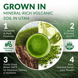 Organic Wheat Grass Juice Powder – Utah Grown, Nutrient-Rich Superfood