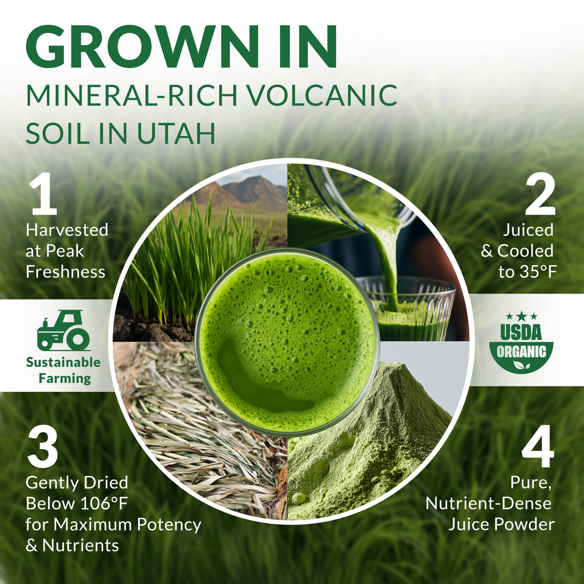 Organic Barley Grass Juice Powder – Premium Utah-Grown Greens